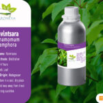Huile essentielle de Ravintsara // Ravintsara essential oil
