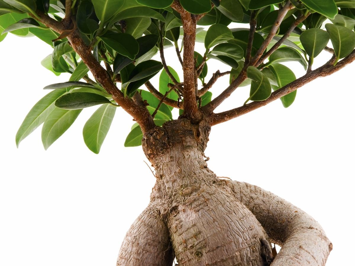 ashwagandha root