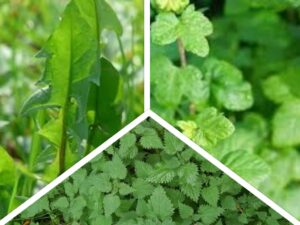 Natural Nordic Wild Power herbs