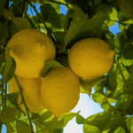 Lemon Terpenes Tropical Biotek Ingredients