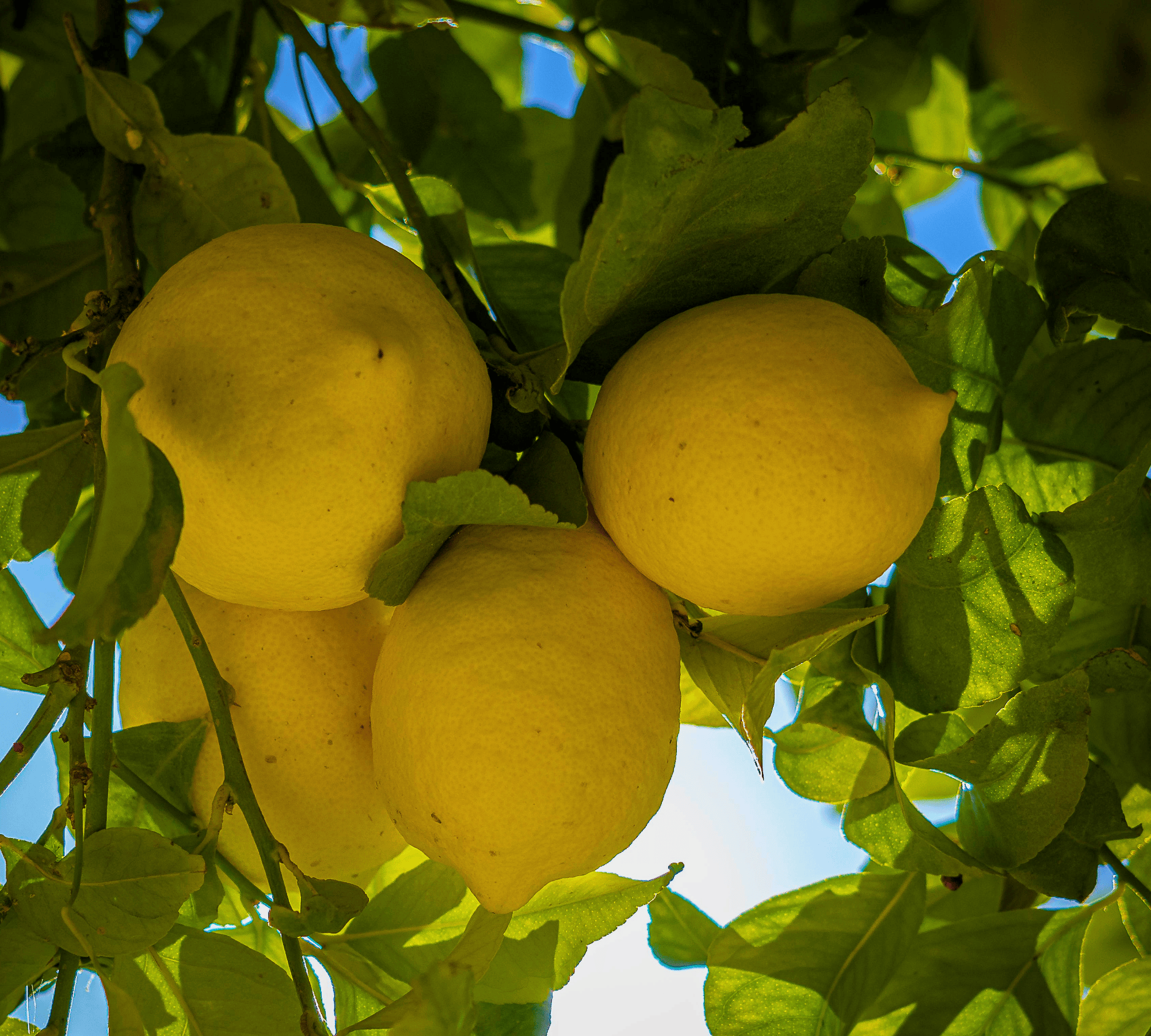 Lemon Terpenes Tropical Biotek Ingredients