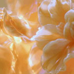Orange Oil 10 Fold Tropical Biotek Ingredients