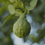 Bergamot Oil Tropical Biotek Ingredients