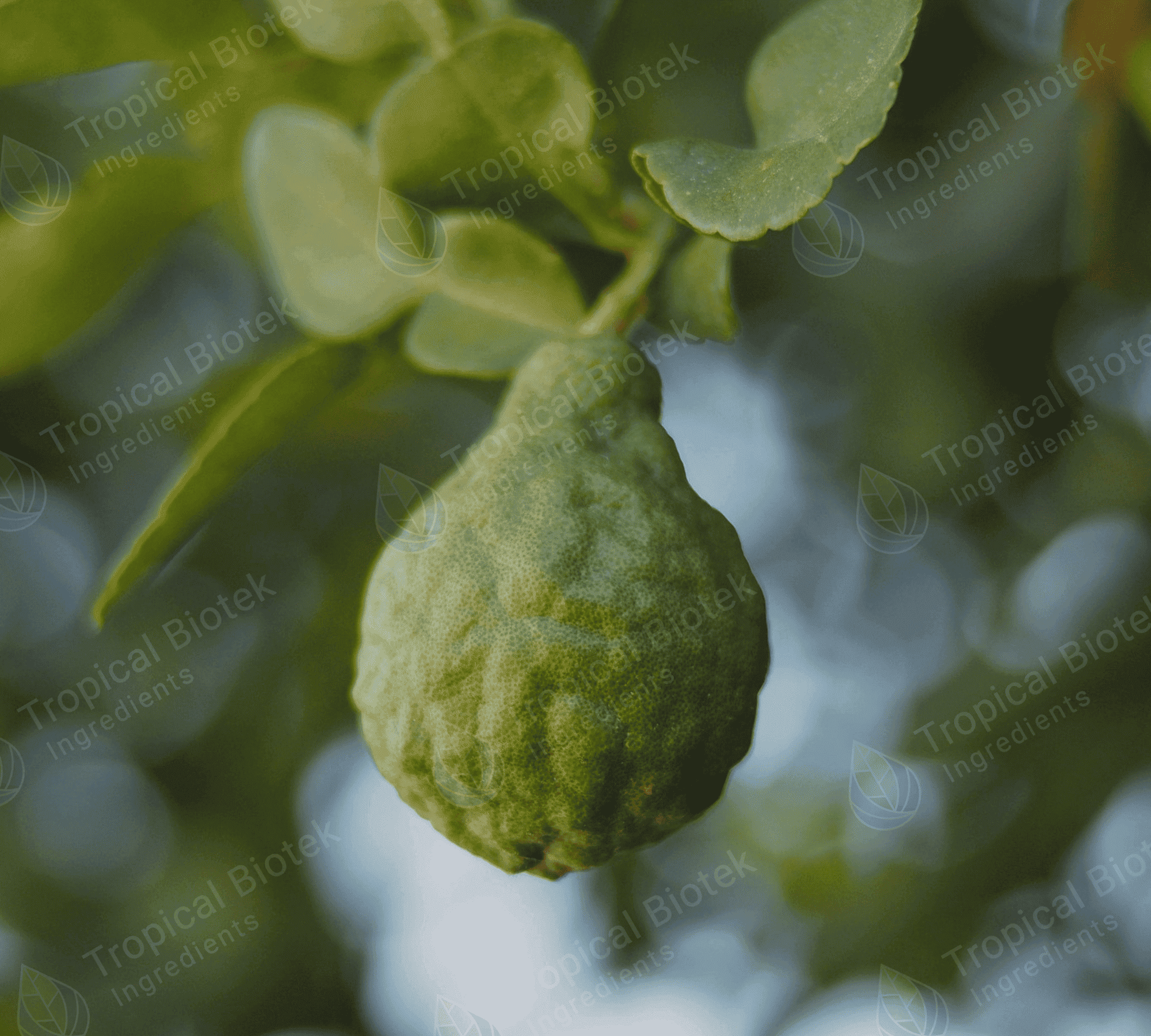Bergamot Oil Tropical Biotek Ingredients