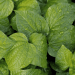 Betel Leaf Oil Tropical Biotek Ingredients