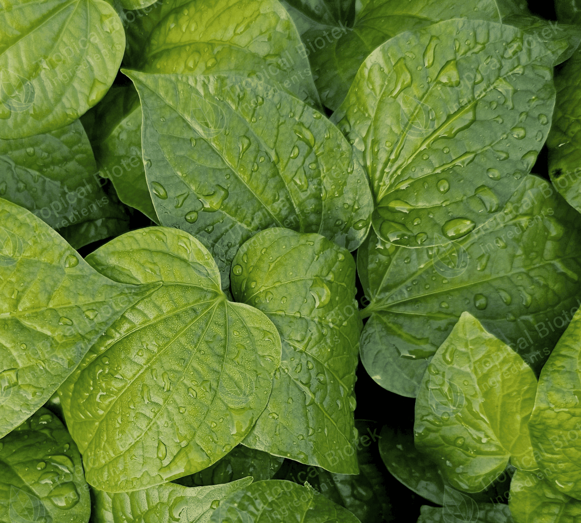 Betel Leaf Oil Tropical Biotek Ingredients
