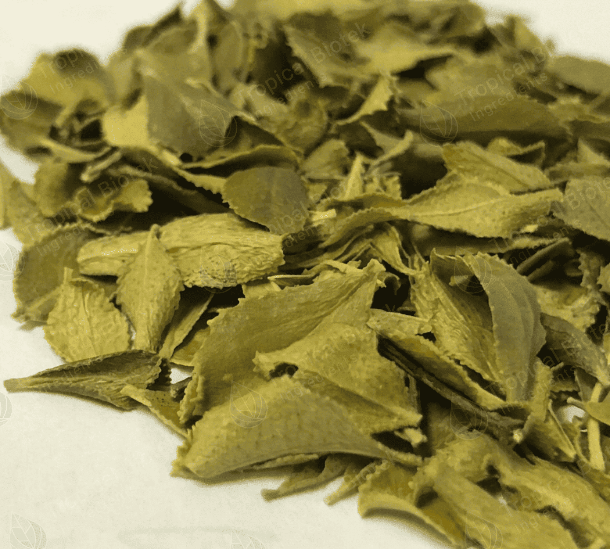 Buchu Leaf Oil Tropical Biotek Ingredients