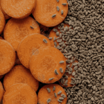 Carrot Seed Oil Tropical Biotek Ingredients