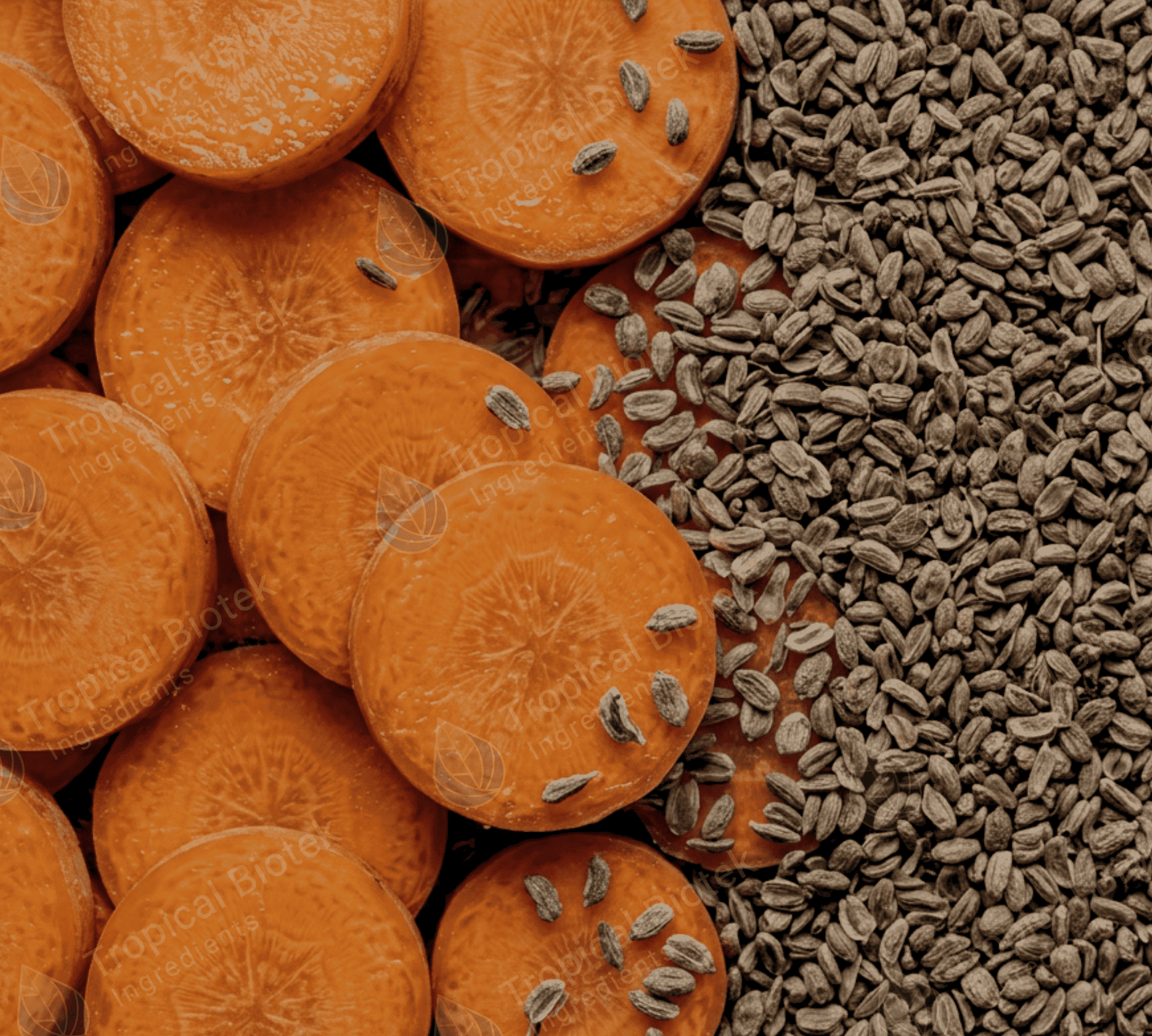 Carrot Seed Oil Tropical Biotek Ingredients