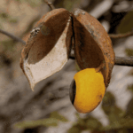 Copaiba Oil Tropical Biotek Ingredients