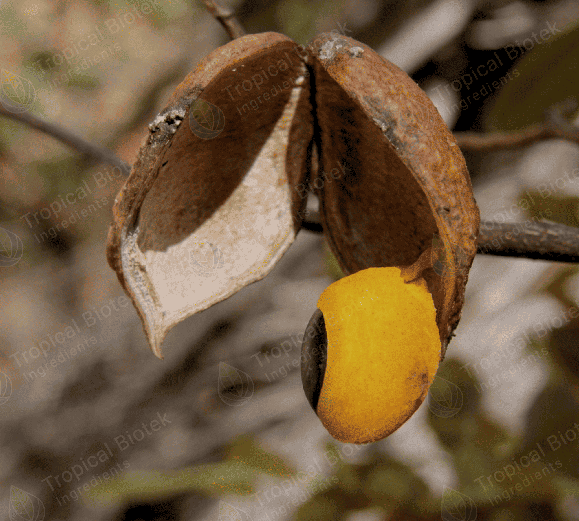Copaiba Oil Tropical Biotek Ingredients