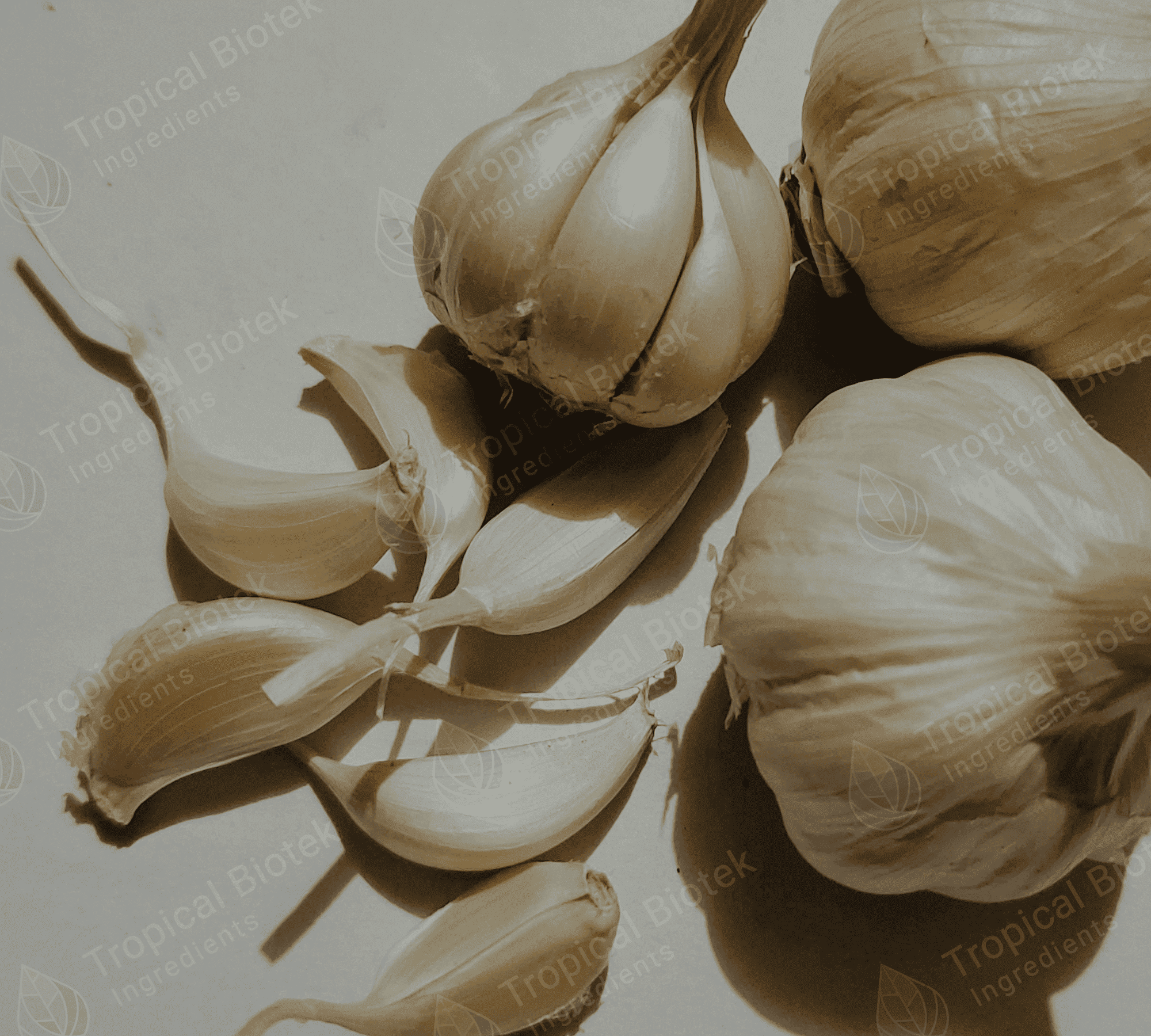 Garlic Oil Tropical Biotek Ingredients