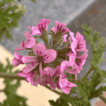 Geranium Egypt Oil Tropical Biotek Ingredients
