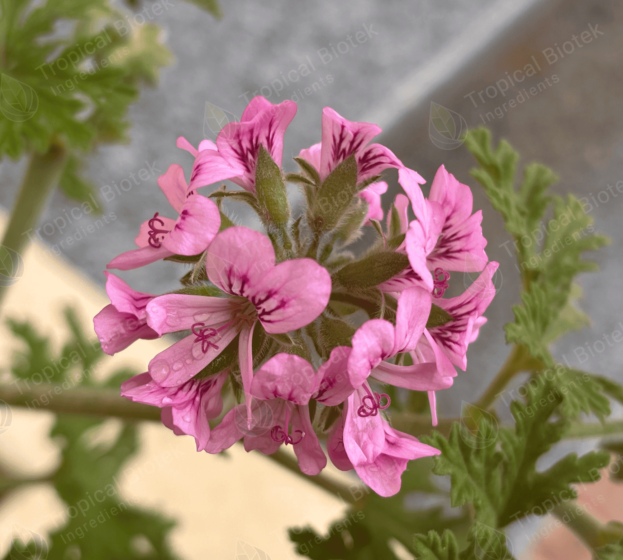 Geranium Egypt Oil Tropical Biotek Ingredients