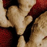 Ginger (Indian) Oil Tropical Biotek Ingredients