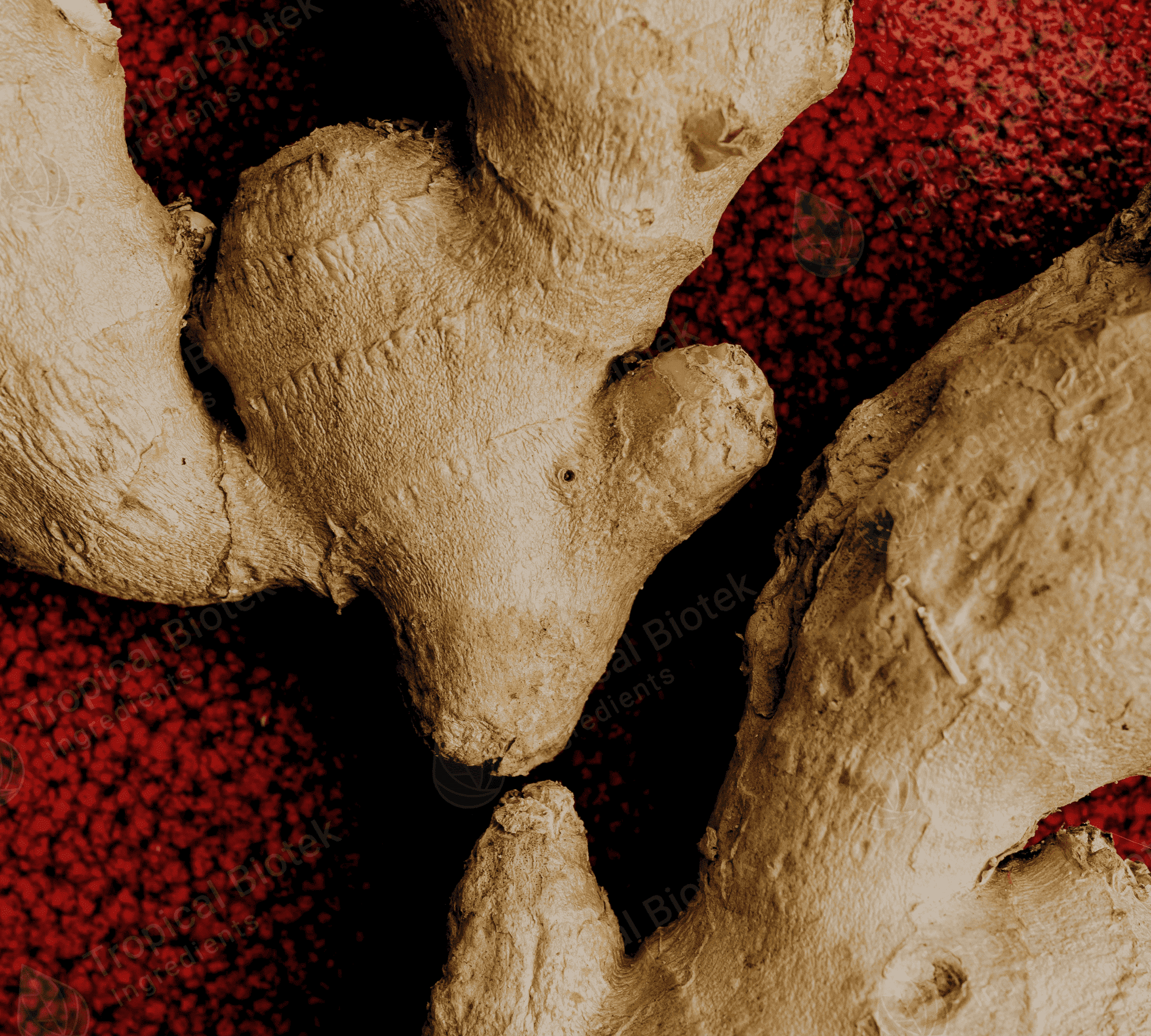 Ginger (Indian) Oil Tropical Biotek Ingredients