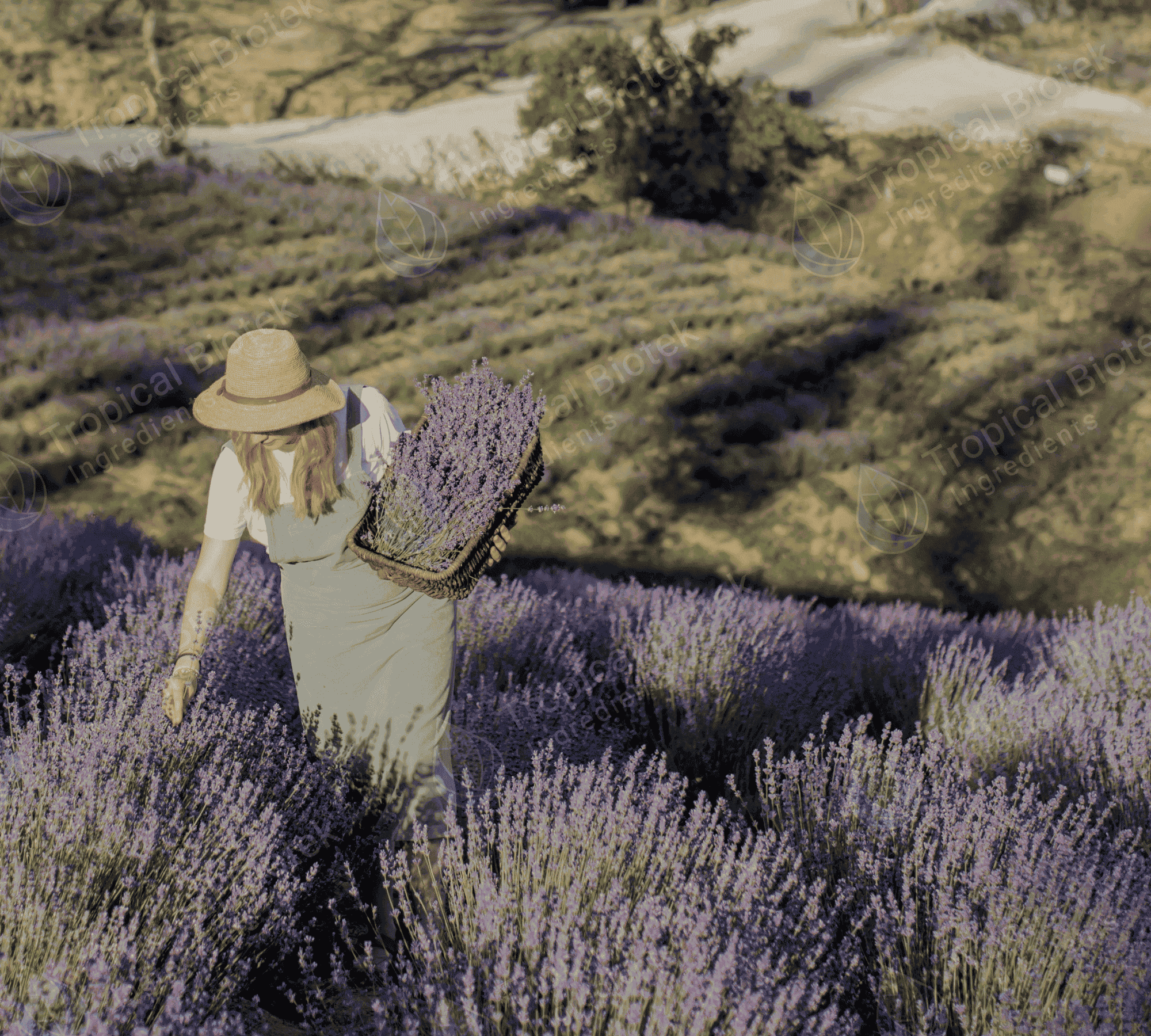 Lavender Oil (Bulgarian)