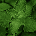 Perppermint Oil TBI