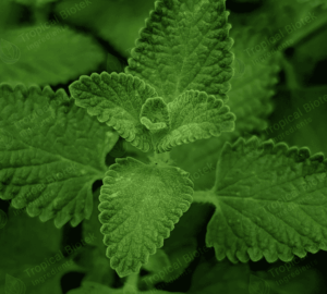 Perppermint Oil TBI