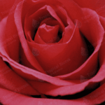 Rose Oil Tropical Biotek Ingredients