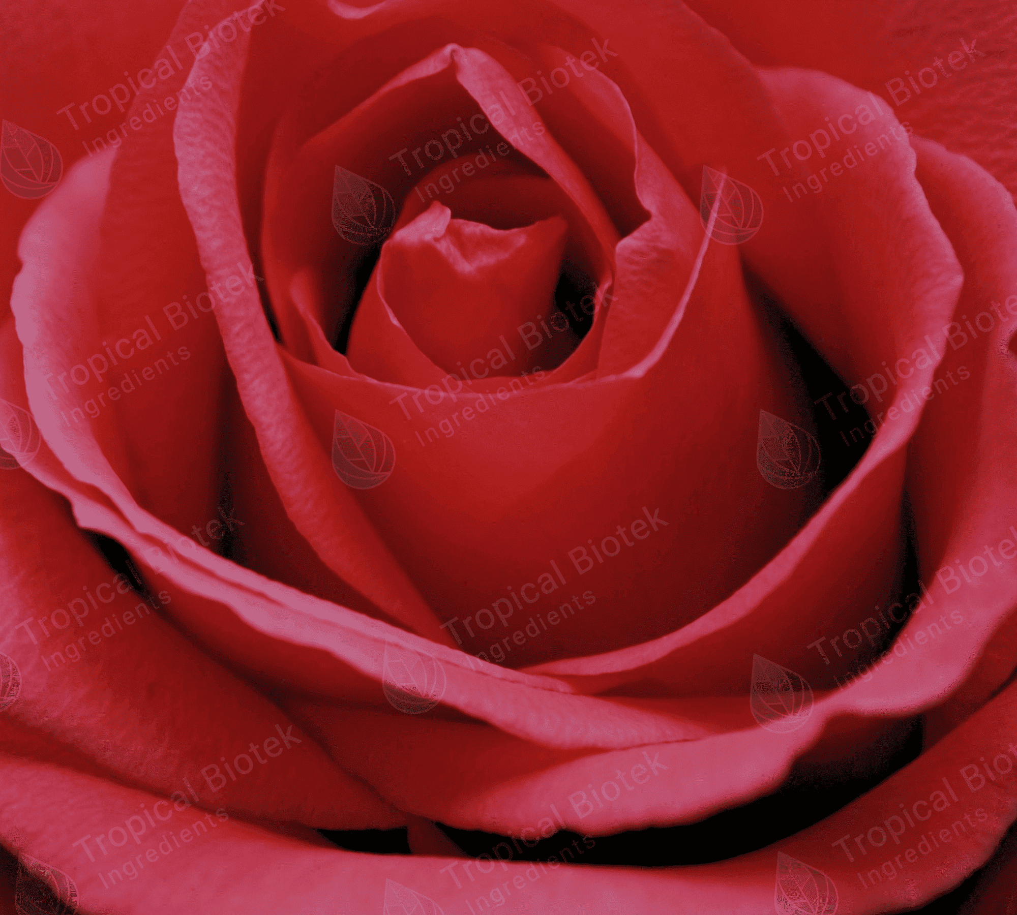 Rose Oil Tropical Biotek Ingredients