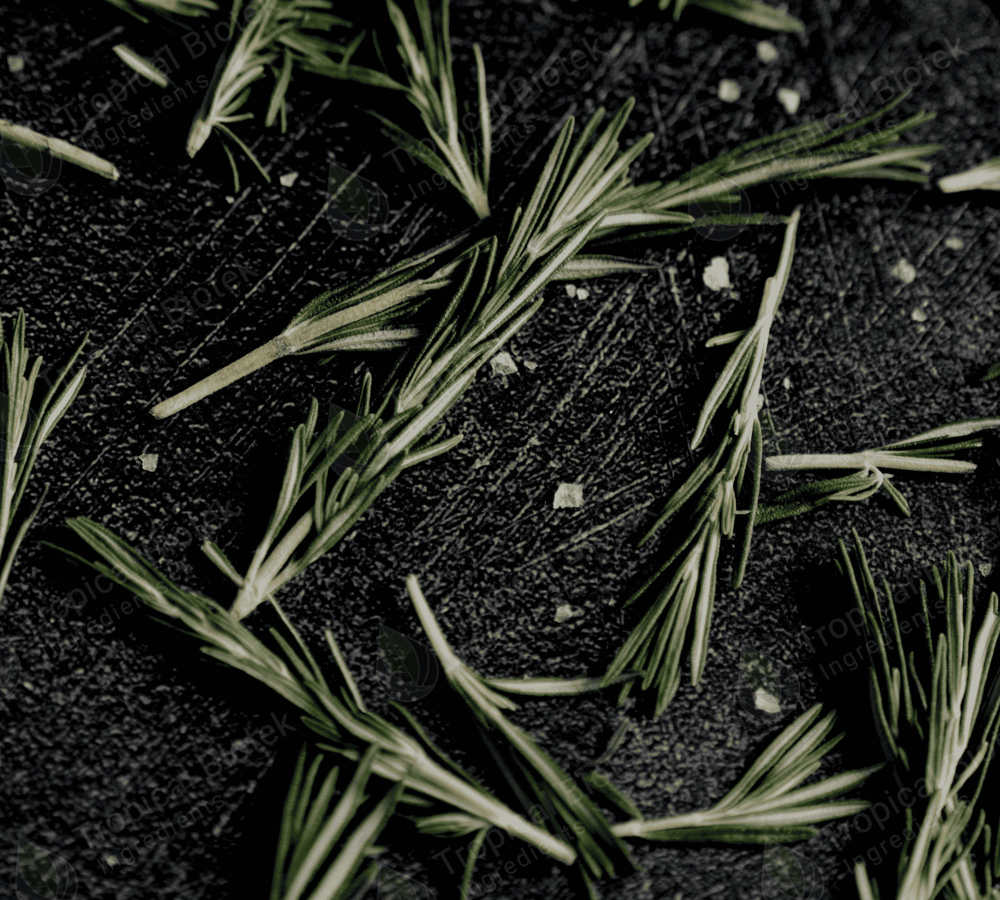Rosemary Oil Tropical Biotek Ingredients