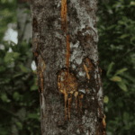 BZ-0301 Benzoin Absolute Van Aroma - TBI