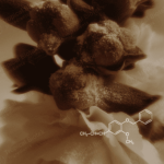 CL-803 Benzyl Isoeugenol Van Aroma - TBI