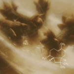CL-603 Beta Caryophyllene 95% Van Aroma - TBI