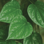 PB-001 Betel Leaf Oil Van Aroma - TBI