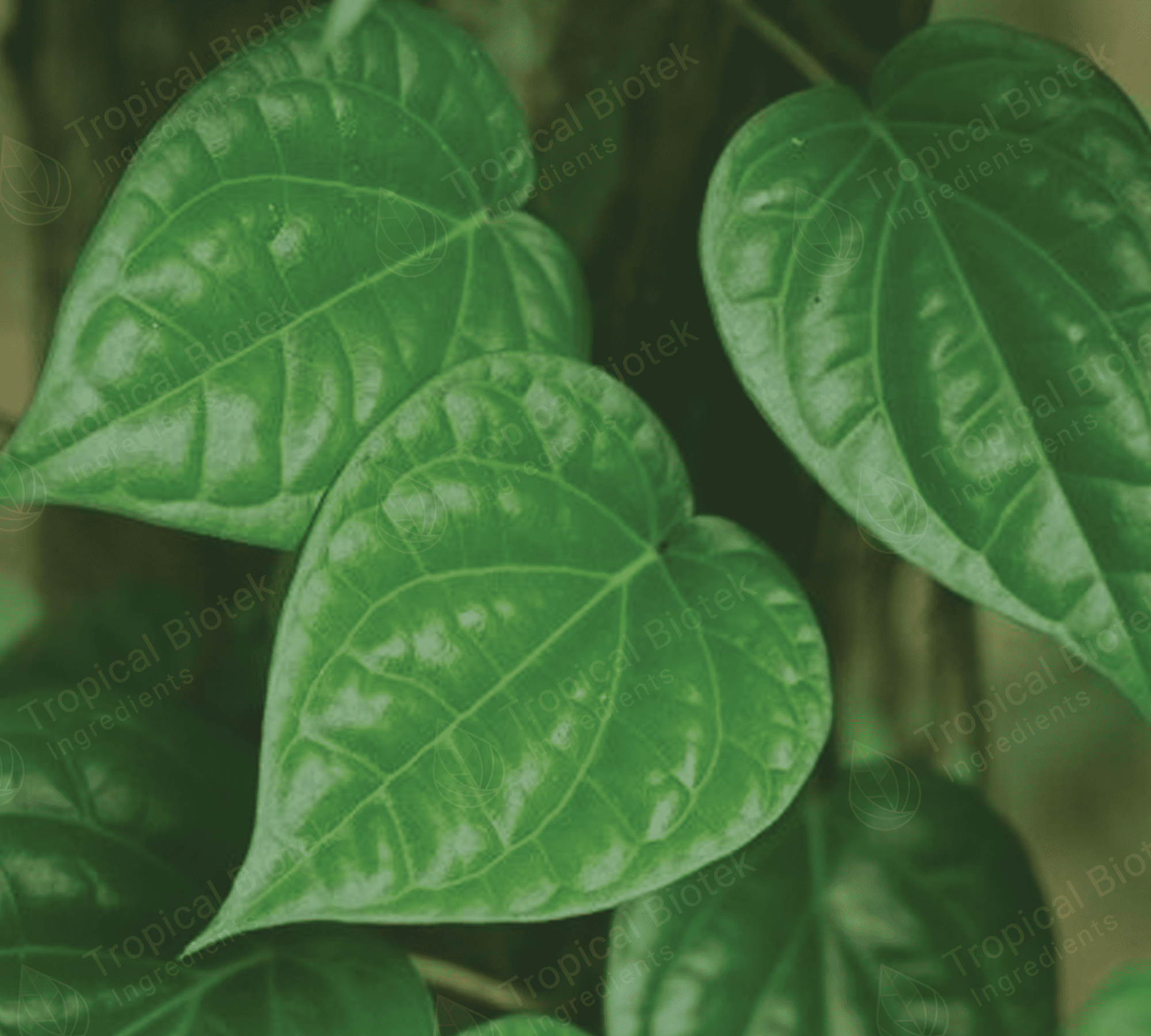 PB-001 Betel Leaf Oil Van Aroma - TBI