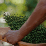 BP-003 Black Pepper Oleoresin Van Aroma - TBI