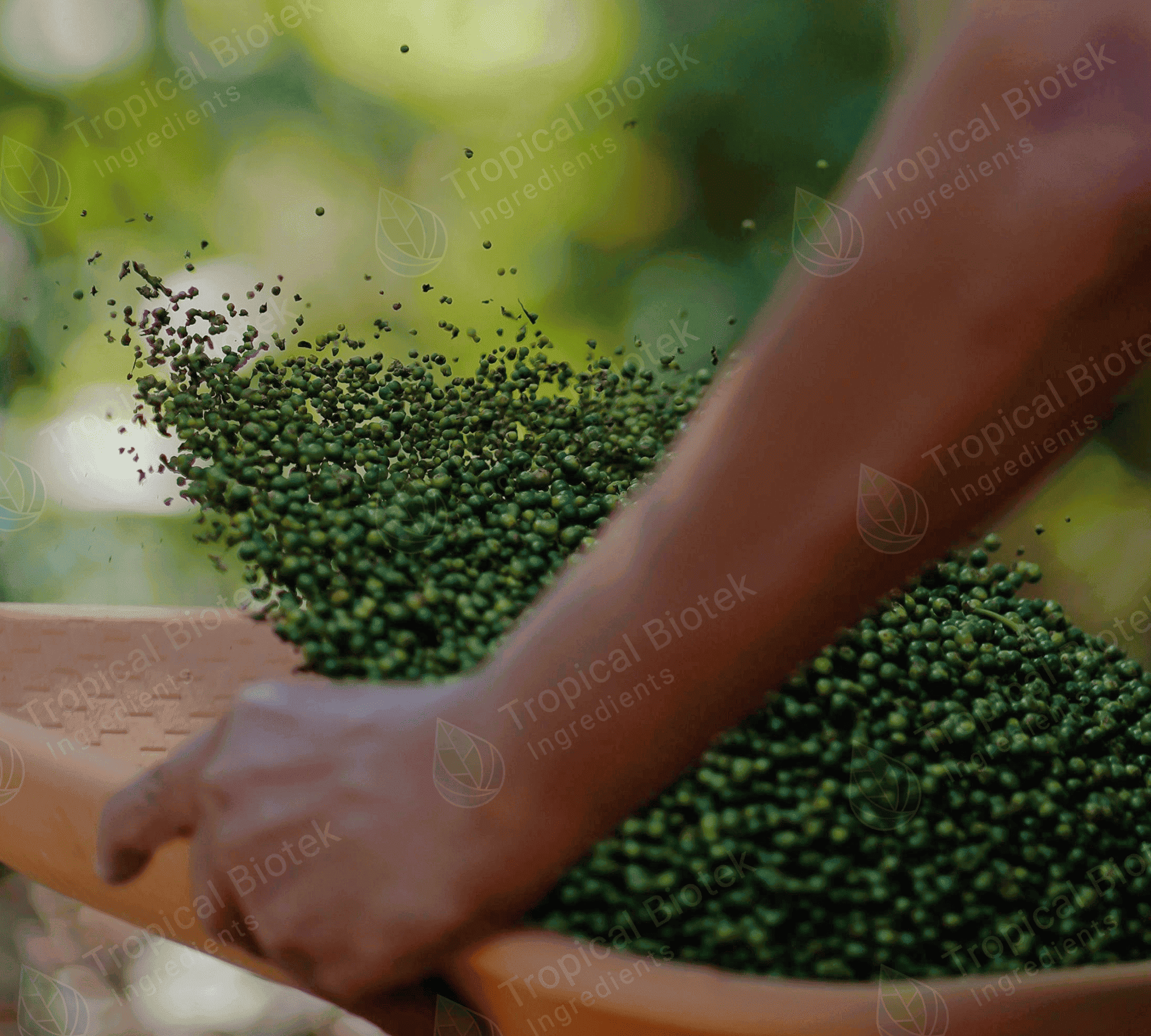 BP-003 Black Pepper Oleoresin Van Aroma - TBI