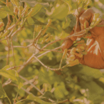 Clove Bud Oil Van Aroma - TBI