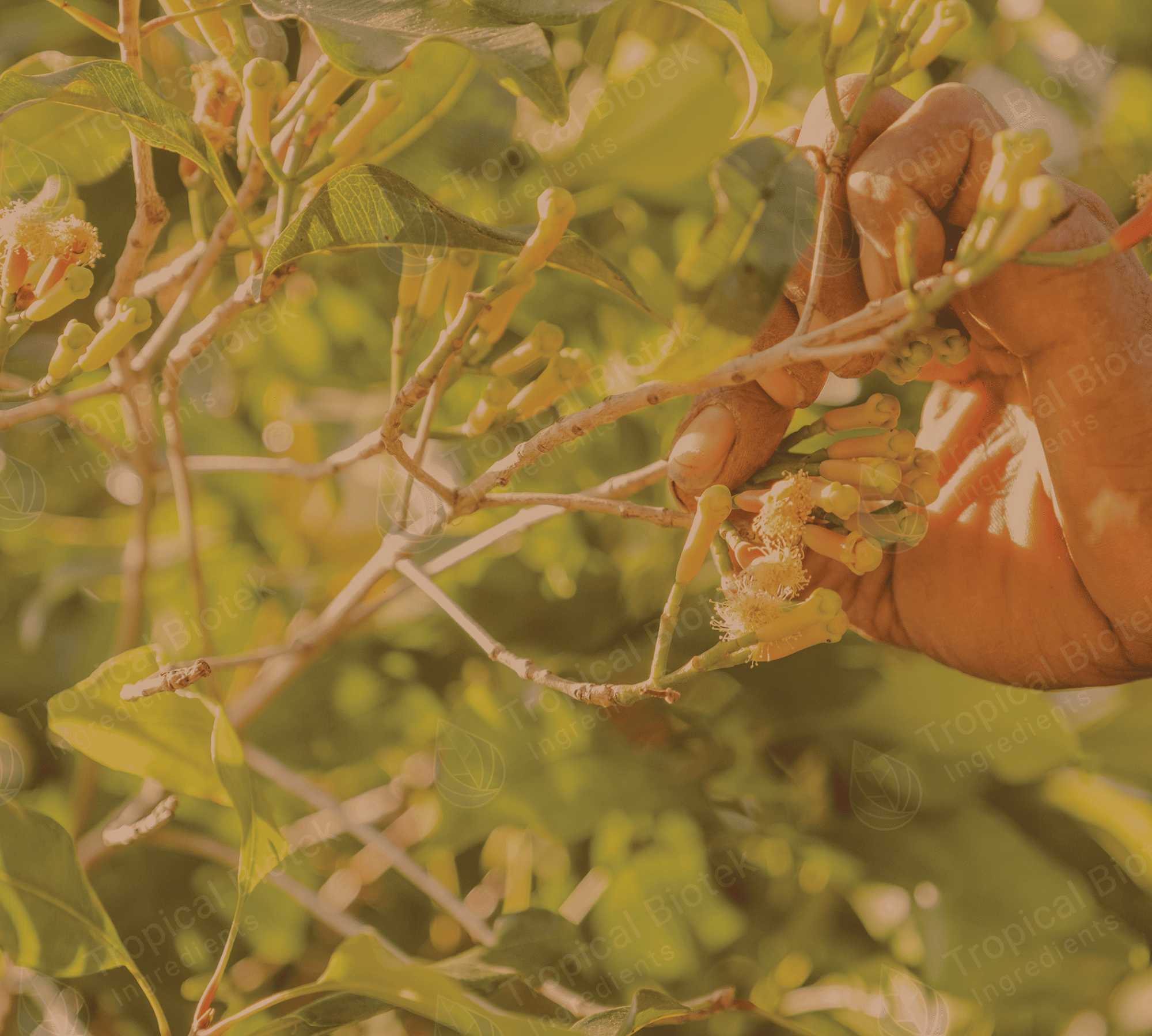 Clove Bud Oil Van Aroma - TBI