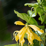 CN-001 Cananga Oil Van Aroma - TBI