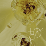 CL-604 Caryophyllene Acetate Van Aroma - TBI