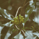 CL-173 Clove Leaf Oil Crude 73% Van Aroma - TBI