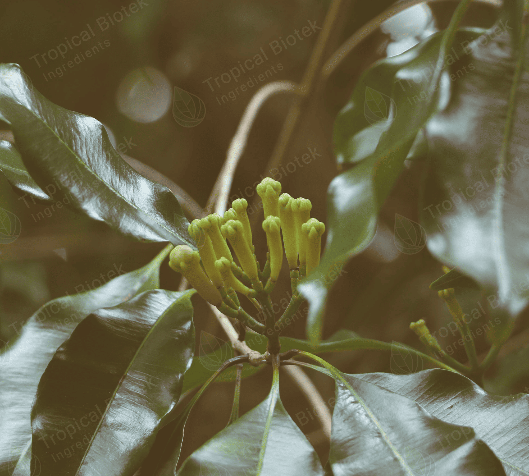 CL-173 Clove Leaf Oil Crude 73% Van Aroma - TBI