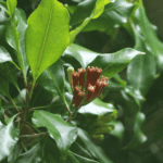 Clove Leaf Oil Rectified 85% Van Aroma - TBI