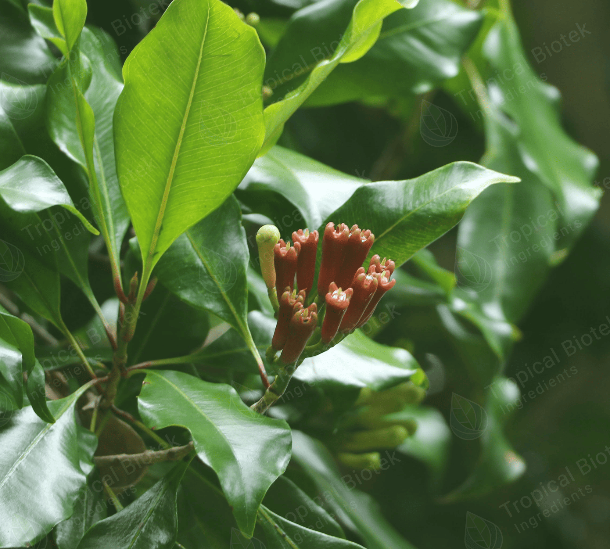 Clove Leaf Oil Rectified 85% Van Aroma - TBI