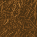 CL-285 Clove Stem Oil 85% M.D Van Aroma - TBI