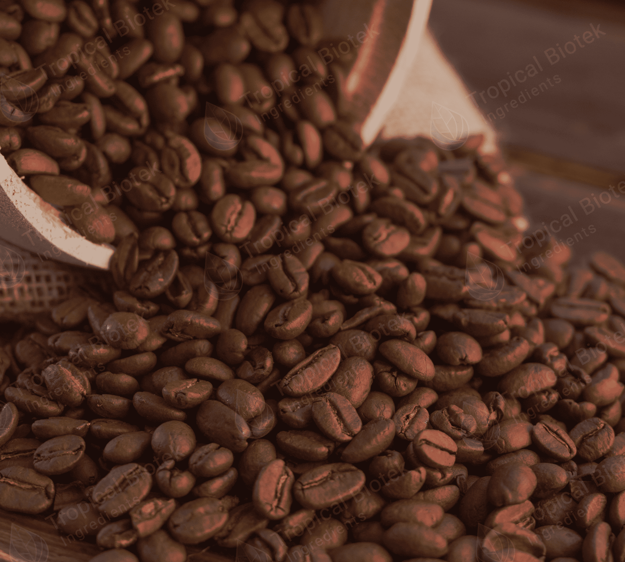 CF-0201 Coffee Arabica Extract Van Aroma - TBI