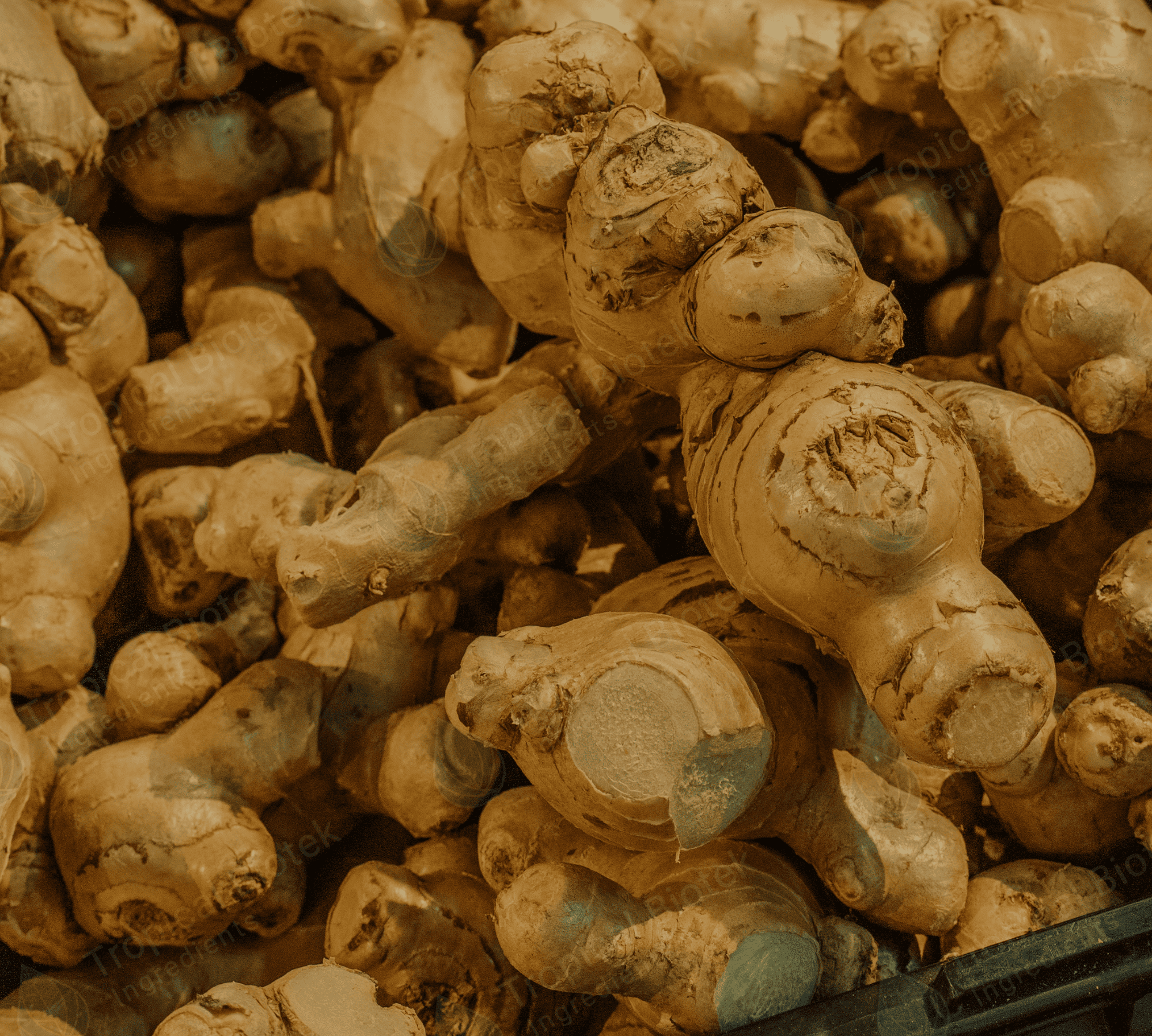 FG-001 Fresh Ginger Oil Van Aroma - TBI
