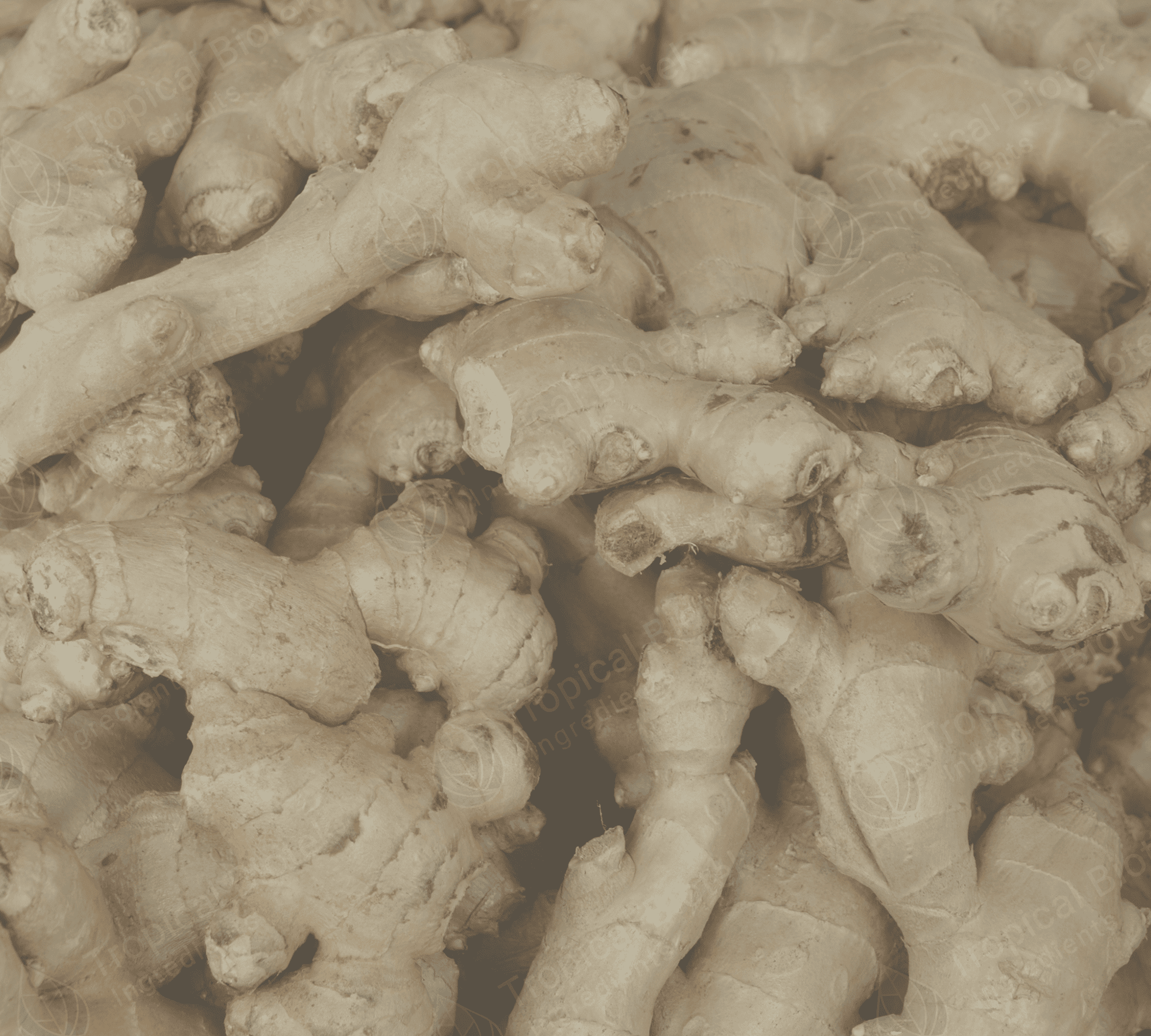 FG-003 Ginger Oil - CO2 Van Aroma - TBI