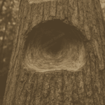 GB-004 Gurjun Light Gurjunene Van Aroma - TBI