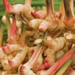 GL-001 Kaempferia Galanga (Galanga Root Oil) - CO2 Van Aroma - TBI