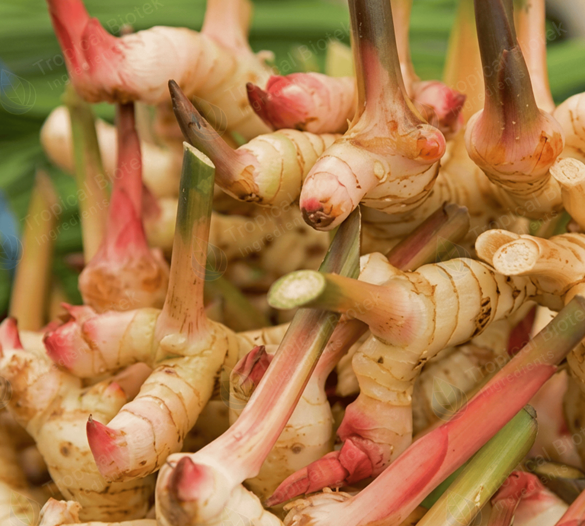 GL-001 Kaempferia Galanga (Galanga Root Oil) - CO2 Van Aroma - TBI