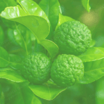 Kaffir Lime Leaf Oil Van Aroma - TBI
