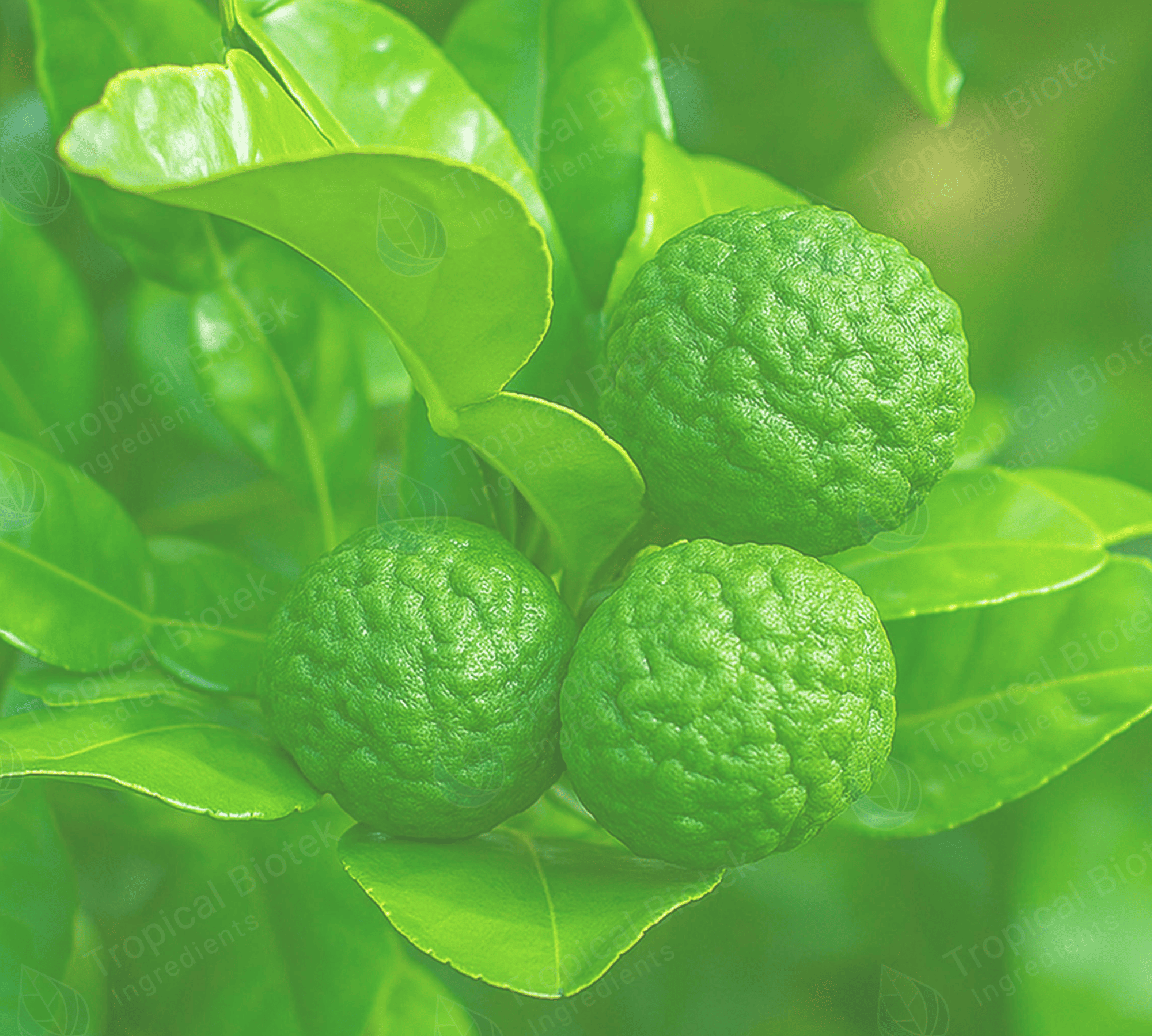 Kaffir Lime Leaf Oil Van Aroma - TBI